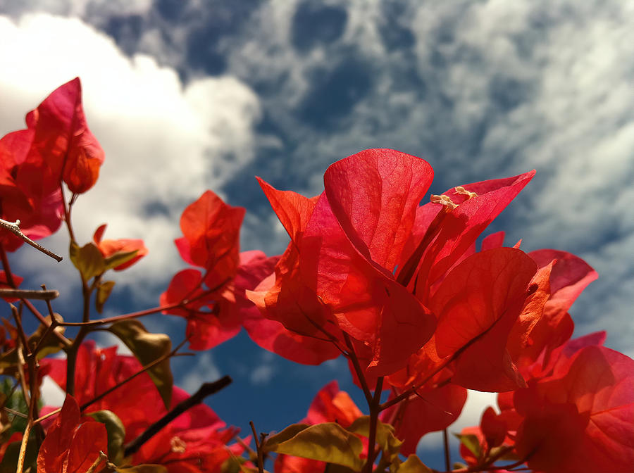 Red Bougainvillea Flowers, White Clouds, Blue Sky Photograph by Deborah League