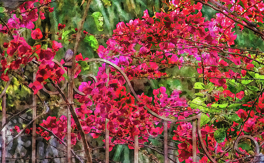 Red Bougainvillea Photograph by HH Photography of Florida
