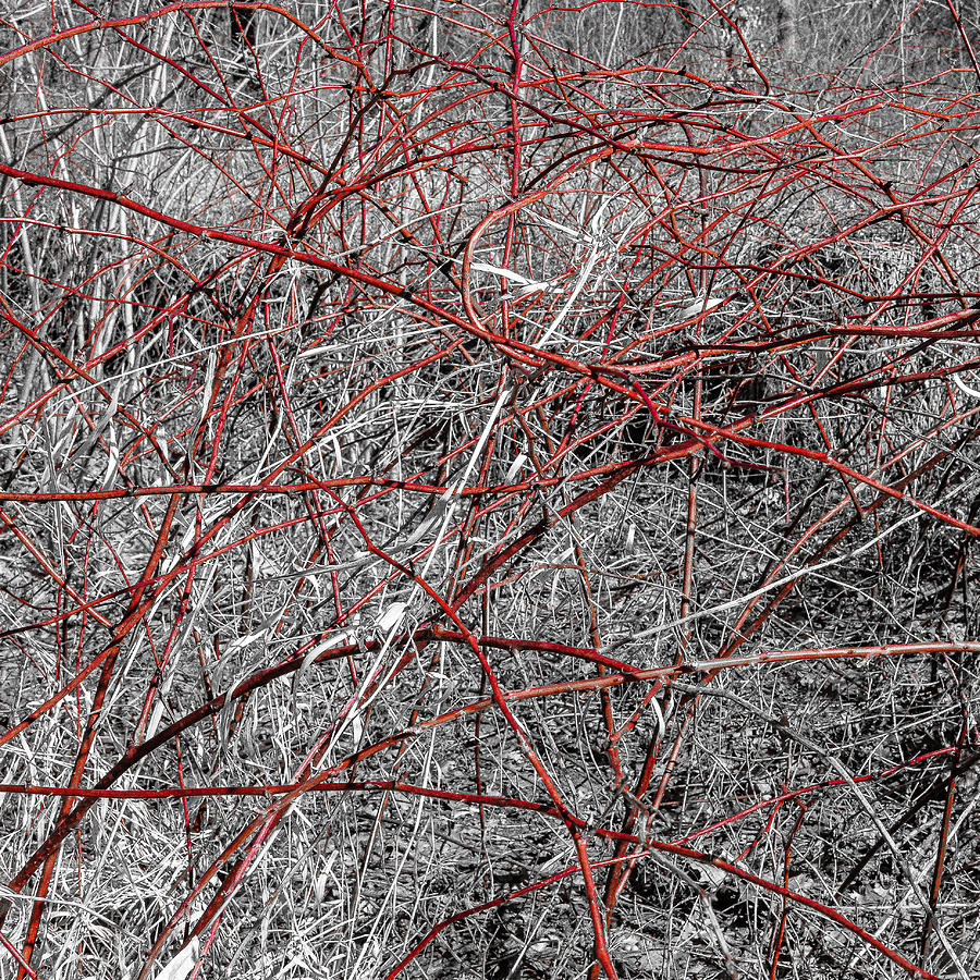 Red Branches On Black And White Background Photograph