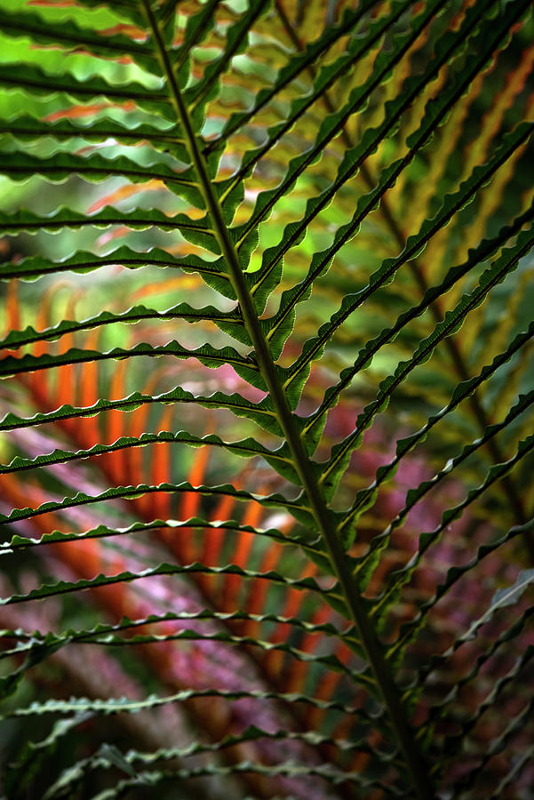 Red Brazilian Tree Fern Leaf Photograph by Jenny Rainbow