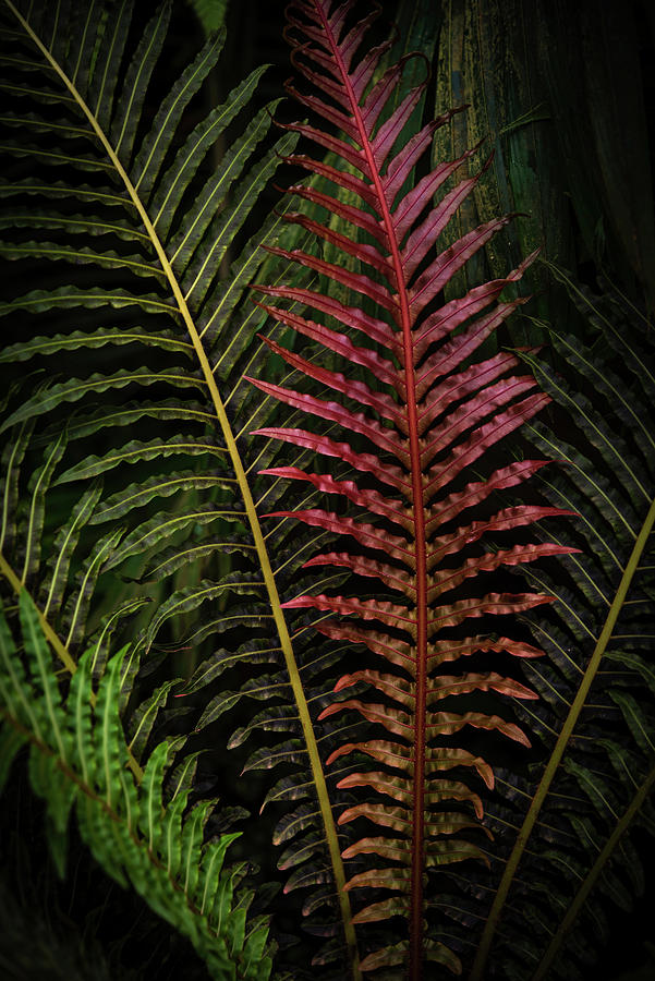 Red Brazilian Tree Fern Leaves - Dark Tropics 1 Photograph by Jenny Rainbow