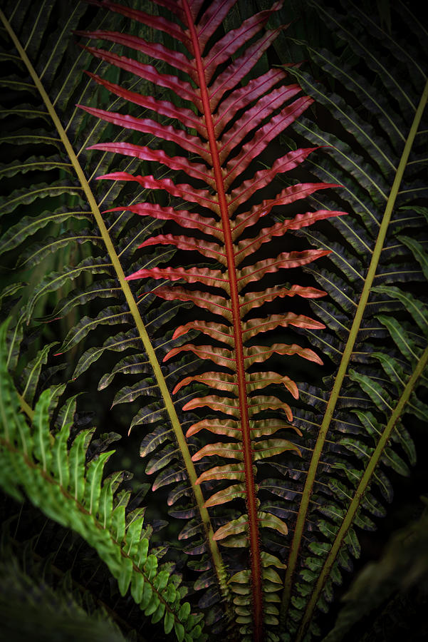 Red Brazilian Tree Fern Leaves - Dark Tropics 2 Photograph by Jenny Rainbow