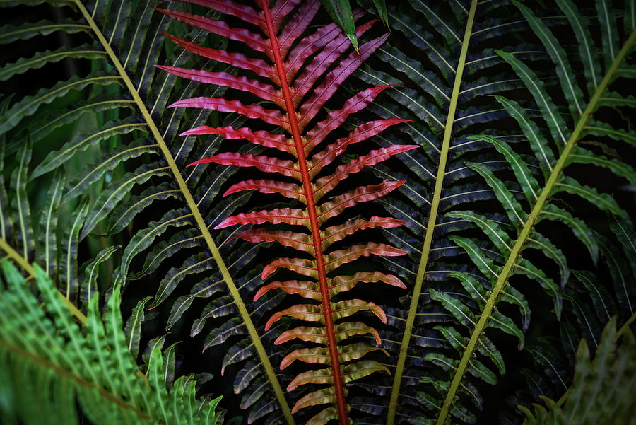 Red Brazilian Tree Fern Leaves - Dark Tropics Photograph by Jenny Rainbow