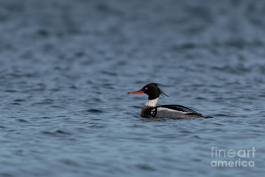 Duck Photograph - Red-breasted Merganser at Hansville by Nancy Gleason