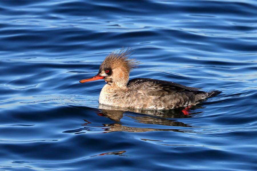 Red Breasted Merganser Immature Male Photograph By Joseph Siebert   Red Breasted Merganser Immature Male Joseph Siebert 