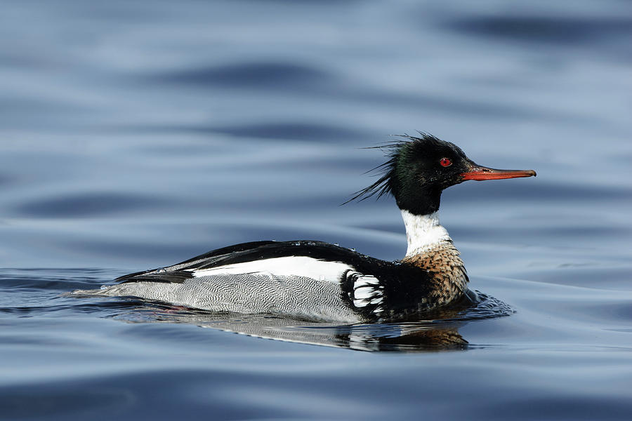 Red-breasted Merganser in the lake Photograph by Jan Luit
