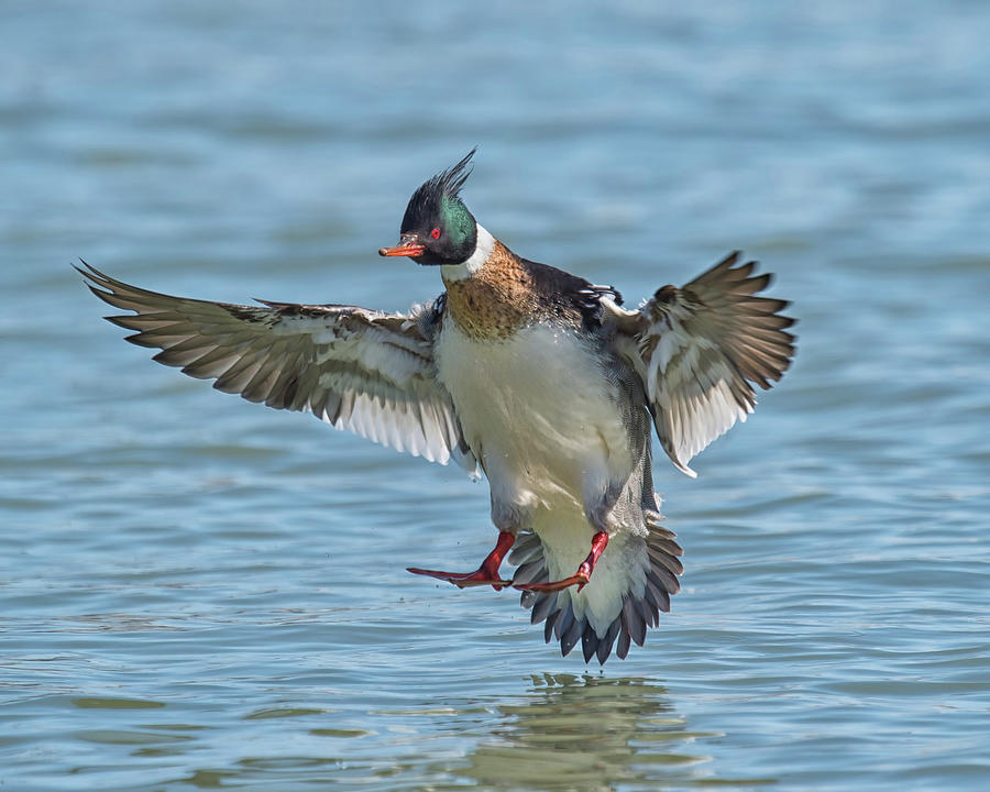 Red-breasted Merganser Landing Photograph by CR Courson