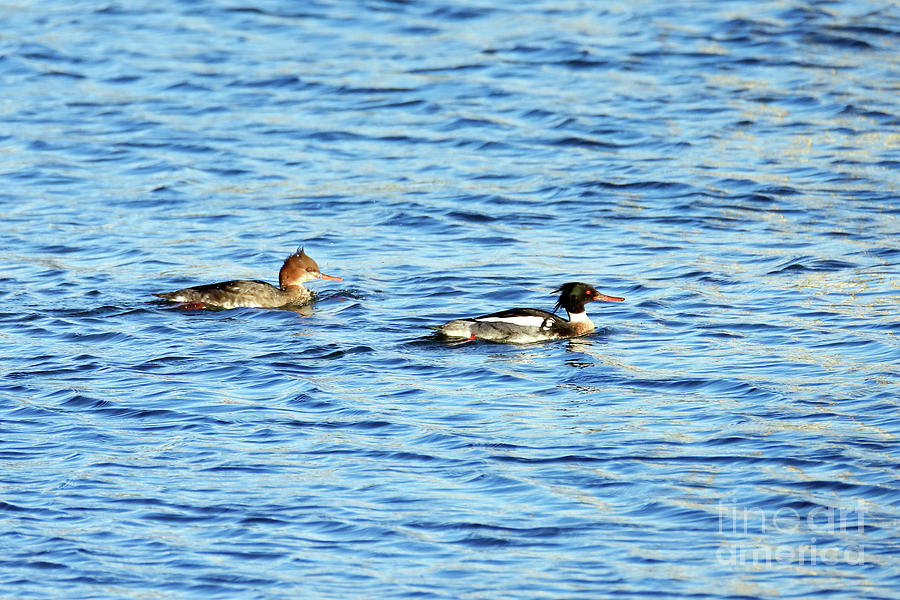 Red-breasted Mergansers in Cornwall Photograph by Terri Waters