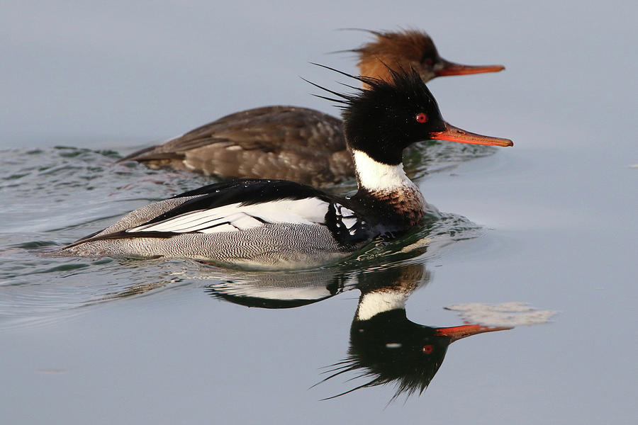Red-breasted Mergansers Port Jefferson New York Photograph by Bob Savage