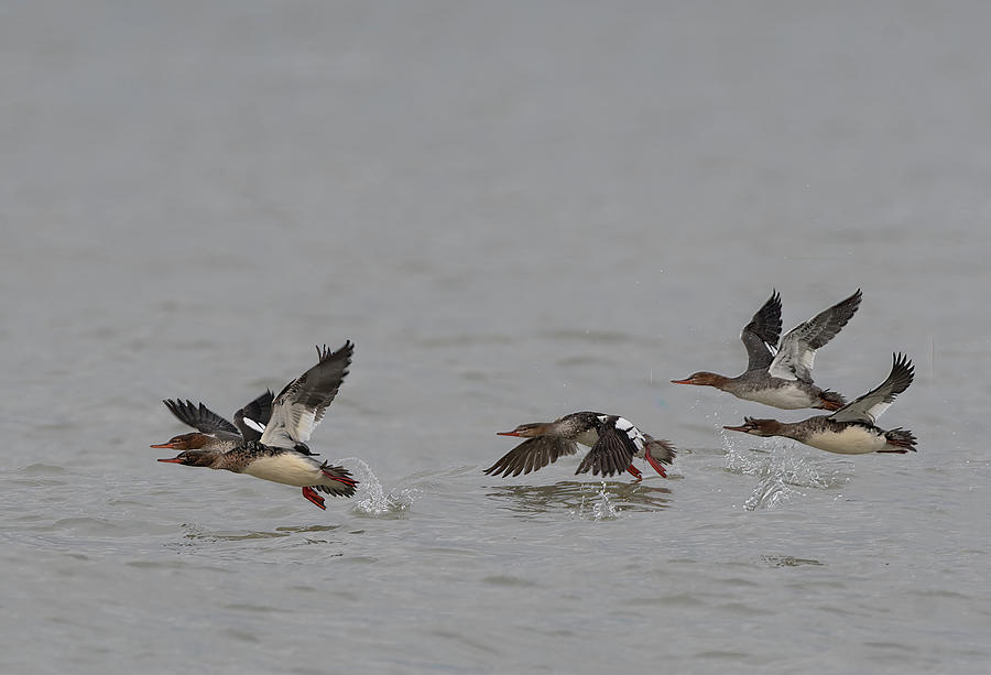Red Breasted Mergansers Take Flight Photograph by Wade Aiken