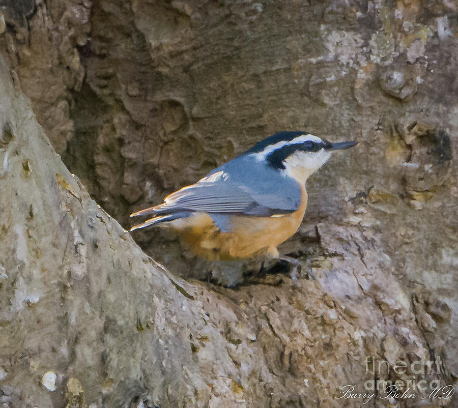 Red breasted nuthatch 2 Photograph by Barry Bohn