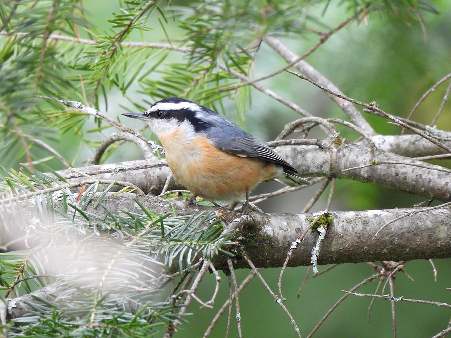 Nature Photograph - Red-breasted Nuthatch by Betty-Anne McDonald