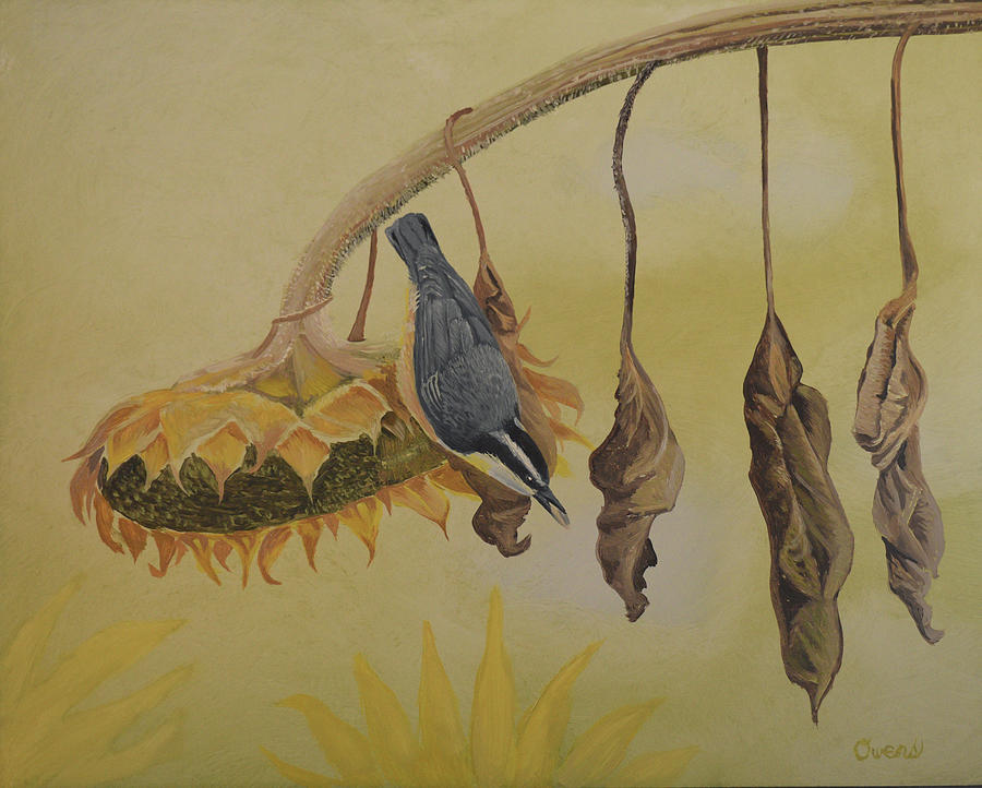 Red-breasted Nuthatch Painting by Charles Owens