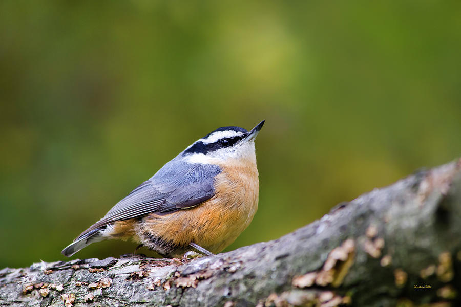 Red Breasted Nuthatch Photograph by Christina Rollo