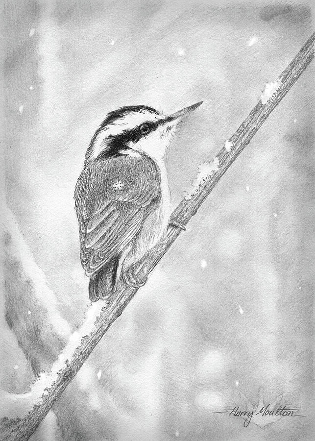Red-breasted Nuthatch Drawing by Harry Moulton