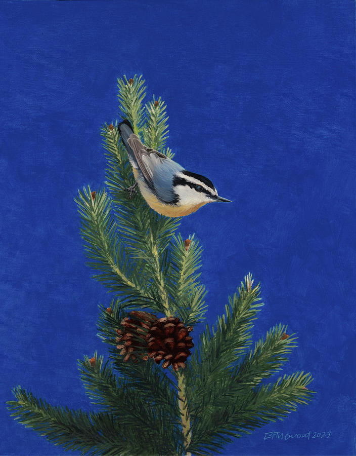 Bird Painting - Red Breasted Nuthatch in Pine by Bill Finewood