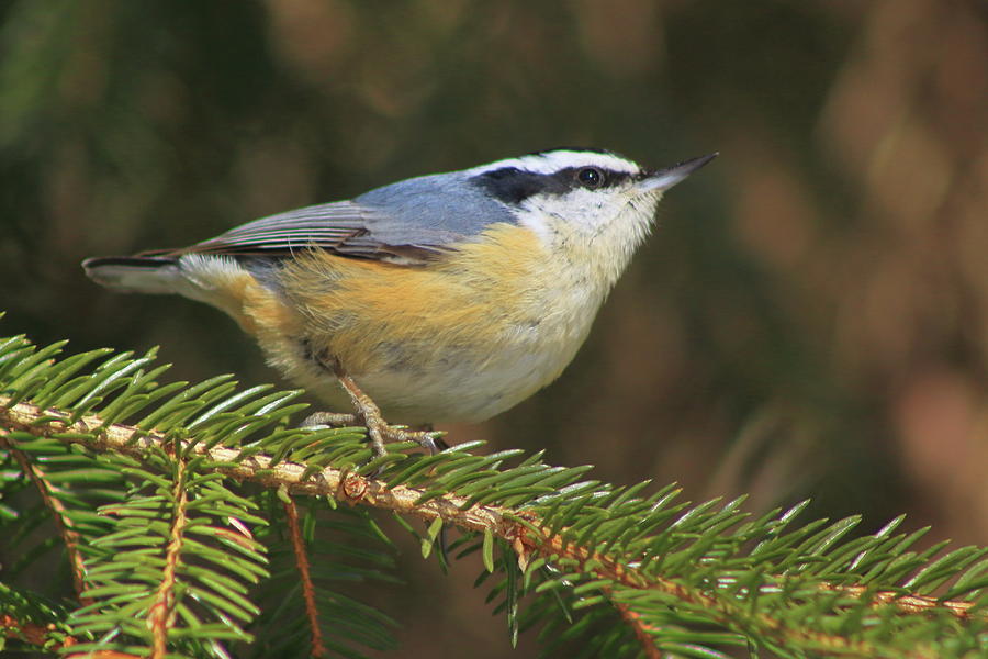 Red Breasted Nuthatch Photograph