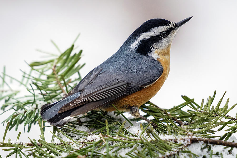 Red-breasted Nuthatch Photograph by John Rowe
