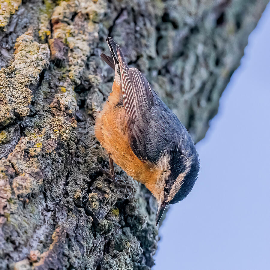 Bird Photograph - Red Breasted Nuthatch Perched #4 by Morris Finkelstein