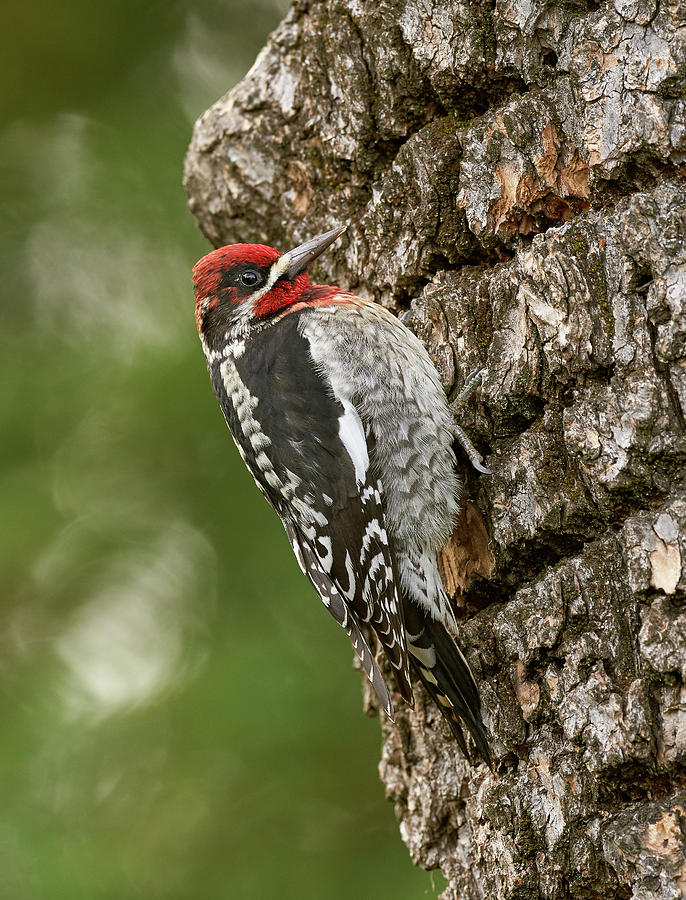 Red-breasted Sapsucker, Sacramento County California Photograph by Doug ...