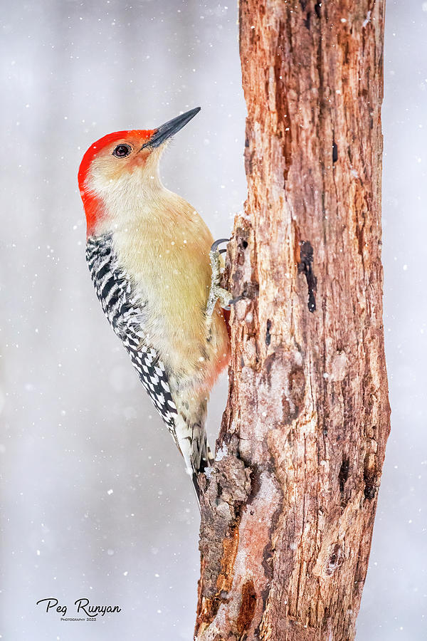 Red Breasted Woodpecker Photograph by Peg Runyan