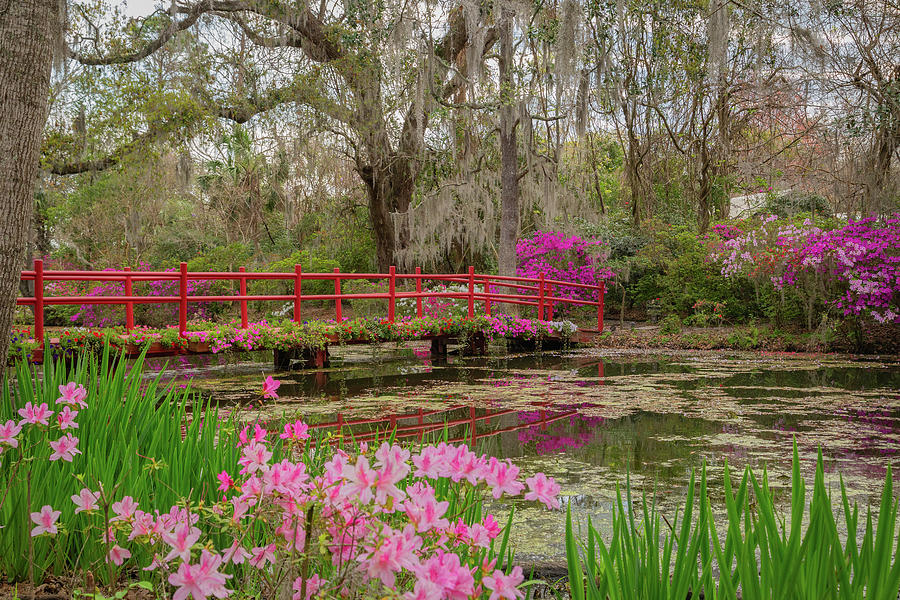 Red Bridge in Spring Photograph by Cindy Robinson