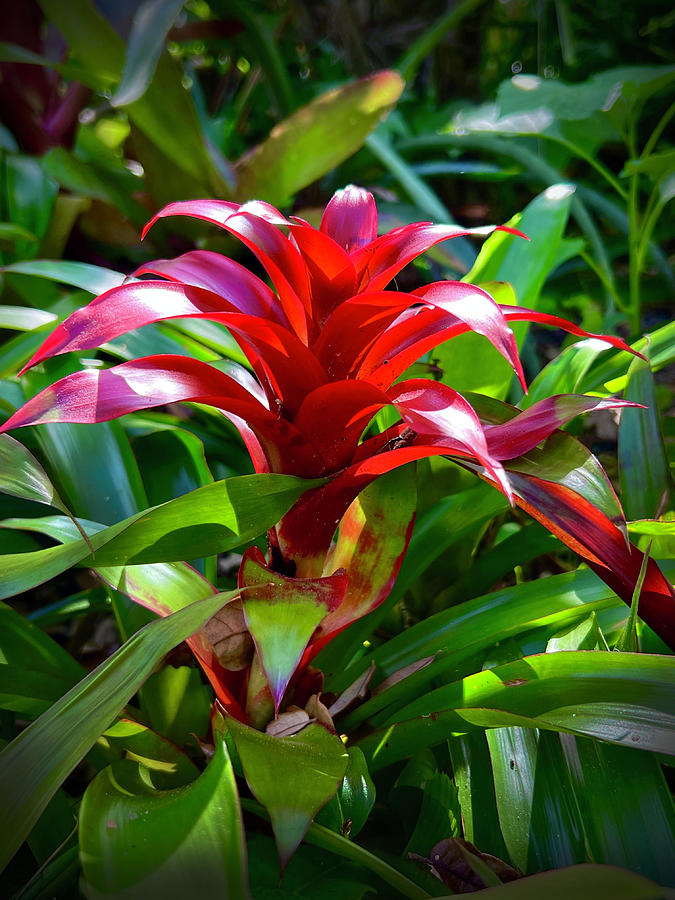 Red Bromeliad Photograph by Gary Greer - Fine Art America