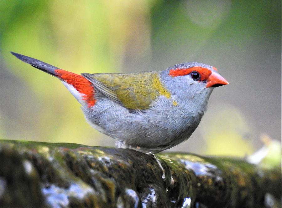 Red-browed finch 2 Photograph by Athol KLIEVE - Fine Art America