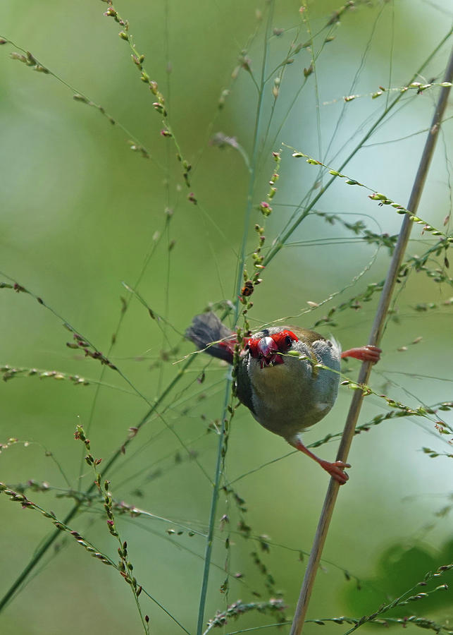Red-browed Finch feeding Photograph by Maryse Jansen