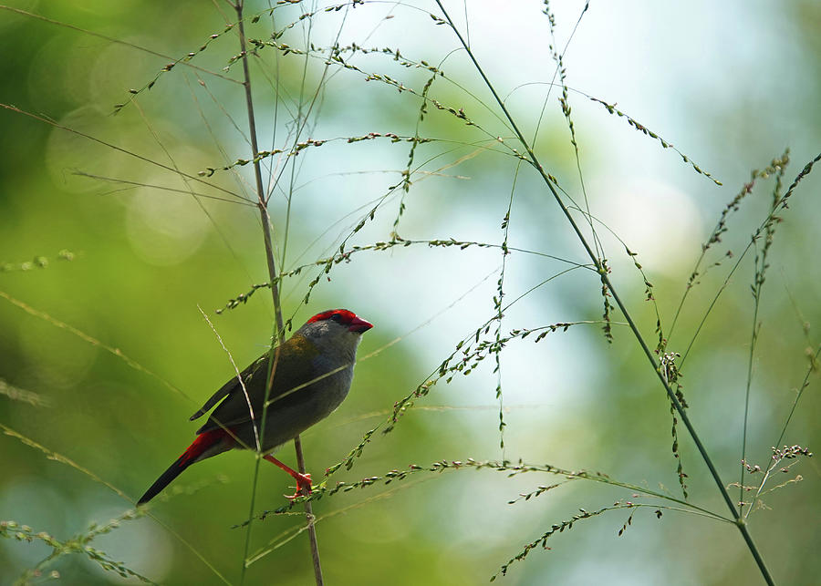 Red-browed Finch perched Photograph by Maryse Jansen