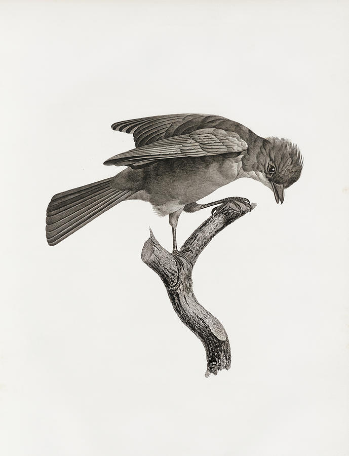 Jacques Barraband Digital Art - Red Brown Jay - Vintage Bird Illustration - Birds Of Paradise - Jacques Barraband - Ornithology by Studio Grafiikka