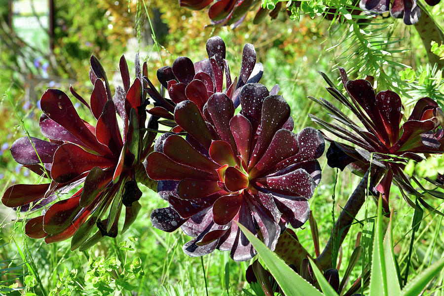 Iris Rose - Aeonium arboreum Photograph by Amazing Action Photo Video