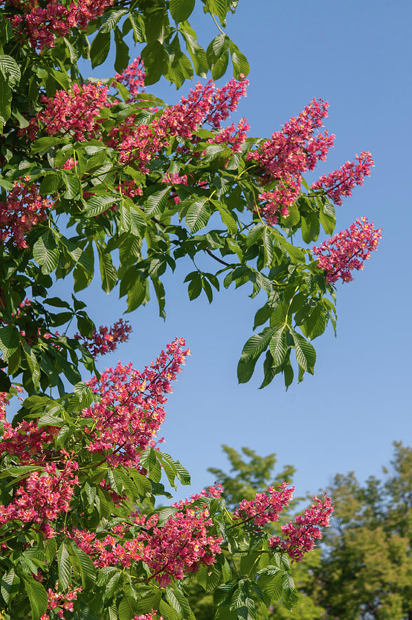 Red Buckeye Tree Bloom 3 Photograph by Jenny Rainbow