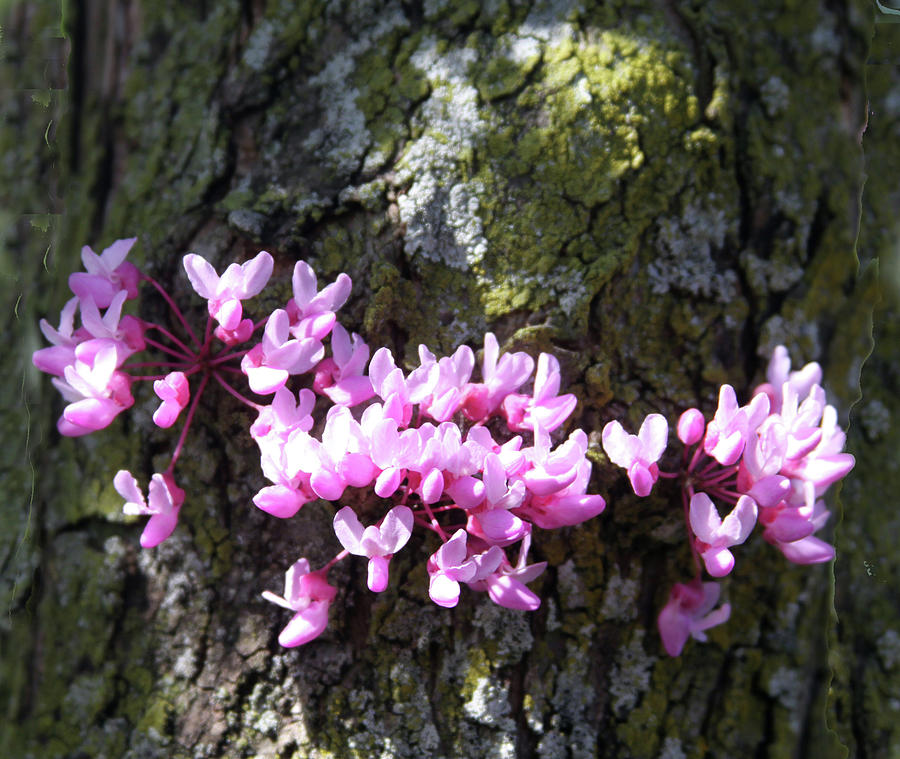 Red Bud in Spring Photograph by John Lautermilch