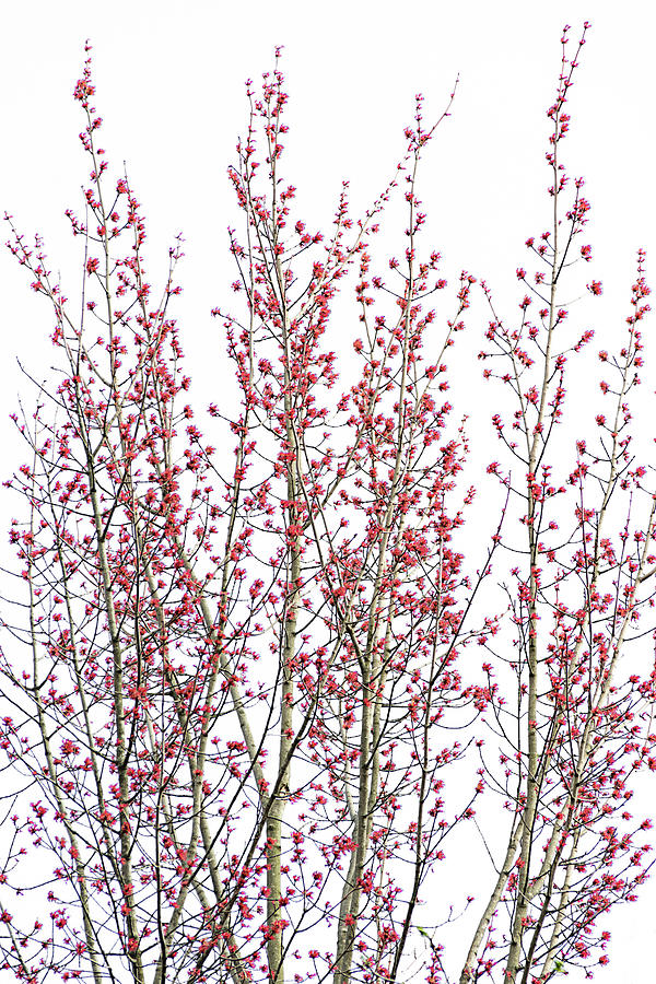 Red Bud Maple Trees Photograph by Christina Rollo