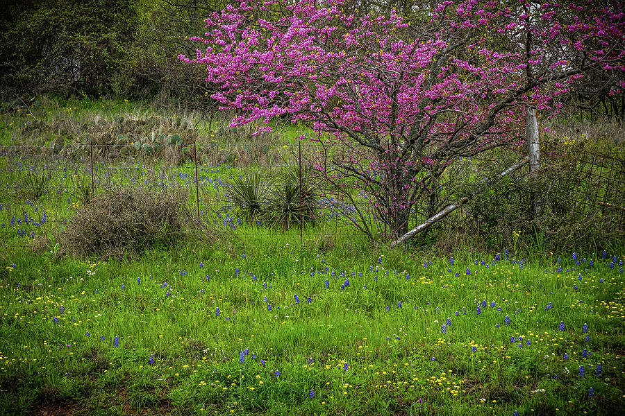 Red Buds and Blues Photograph by Johnny Boyd