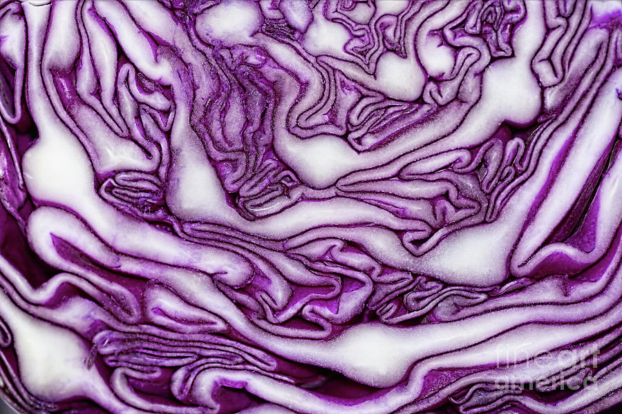 Red Cabbage Abstract Macro by Kaye Menner Photograph by Kaye Menner