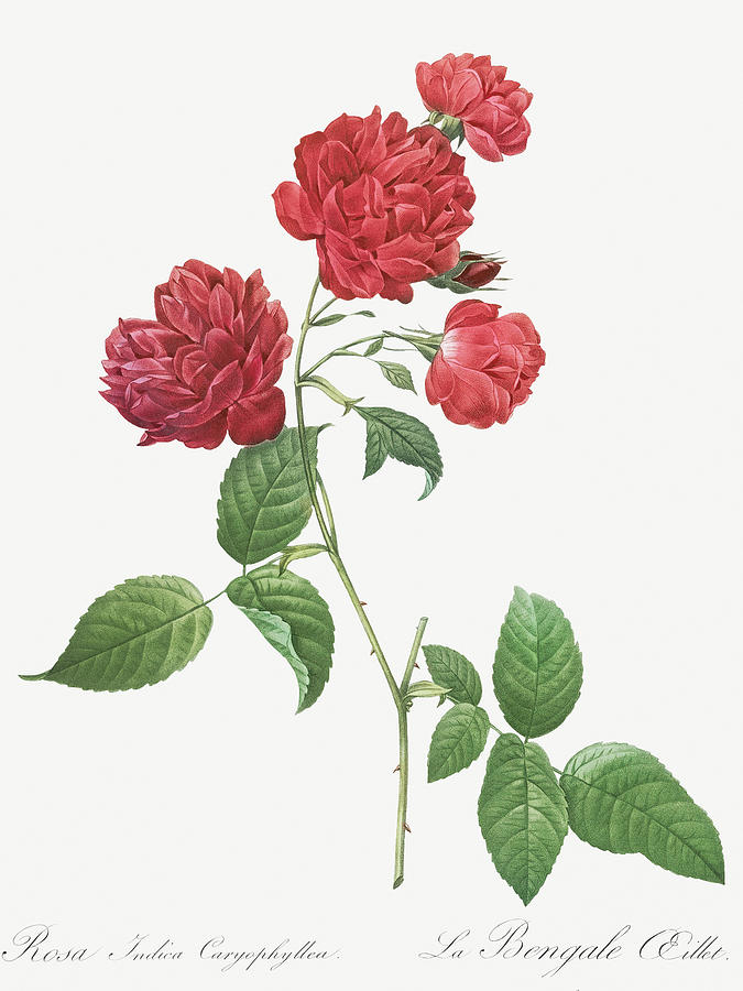 Pierre Joseph Redoute Painting - Red Cabbage Rose, Bengal eyelet, Rosa indica caryophyllea by Pierre Joseph Redoute