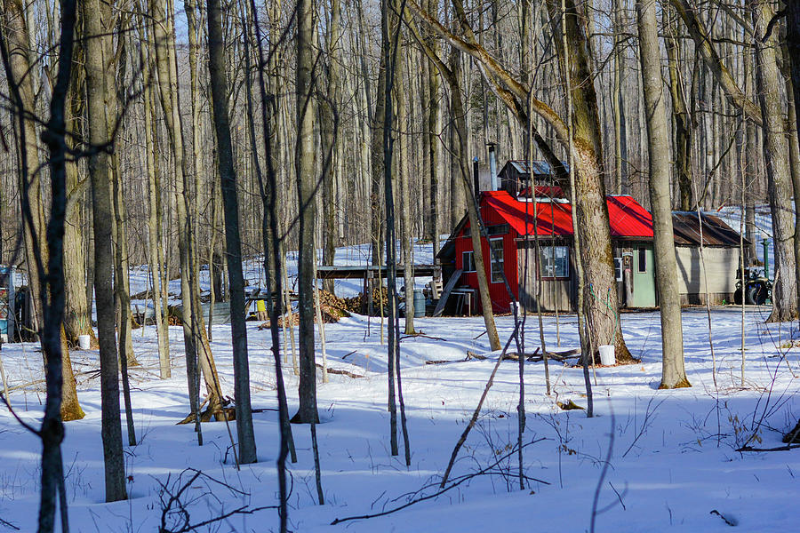 Red Cabin in the Woods Photograph by James Canning