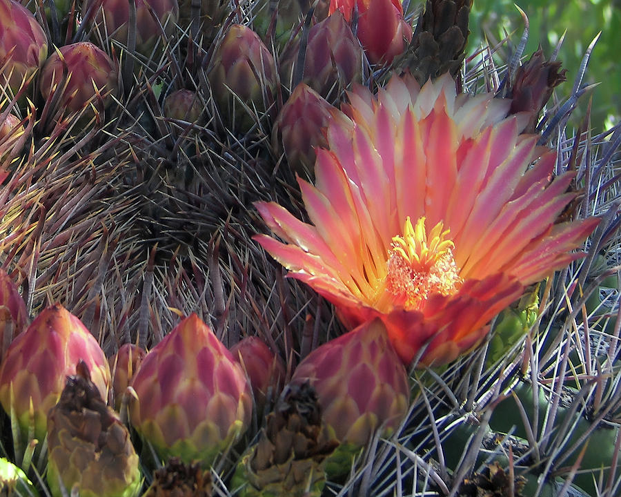 Red Cactus Blossom Photograph by Jerry Griffin