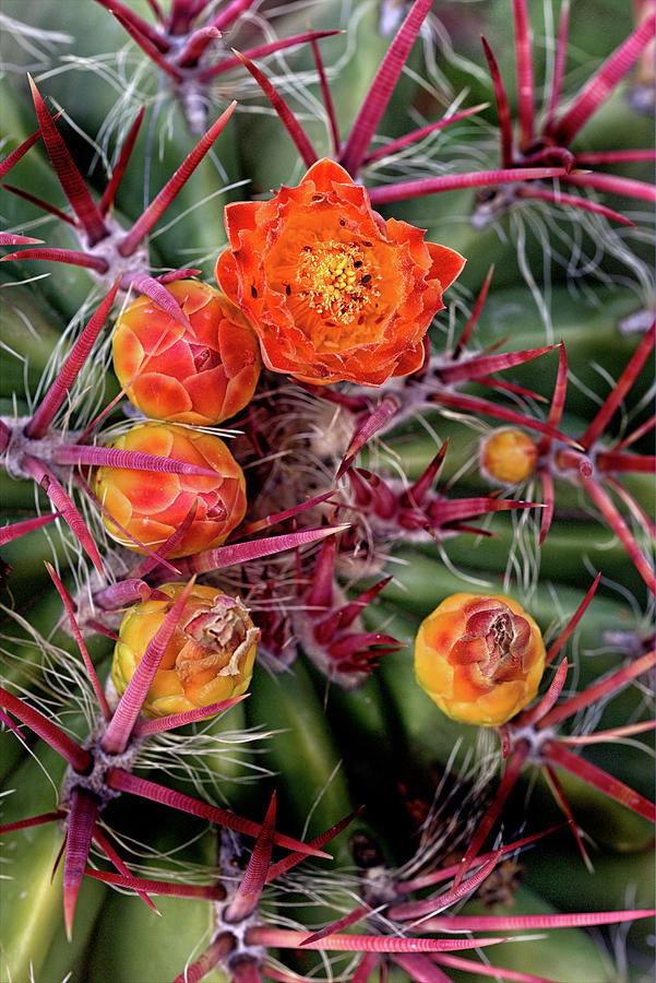 Red Cactus Blossoms Photograph by Bob Falcone