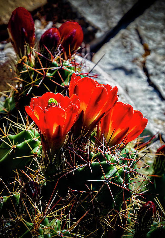 Red Cactus Flower At Horseshoe Bay Texas Photograph
