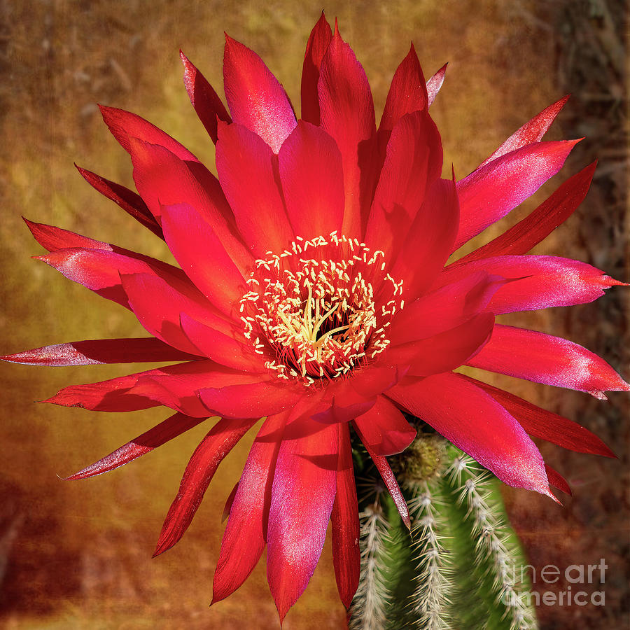 Red Cactus Flower in Bloom Photograph by Roslyn Wilkins