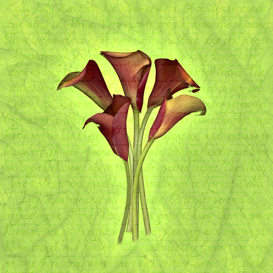 Red Calla Lilies on Descriptive Background Drawing by Jeff Venier