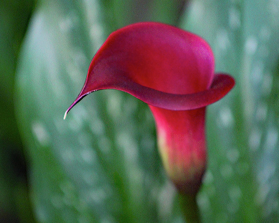 Red Calla lily Photograph by Daniel Haynes - Pixels