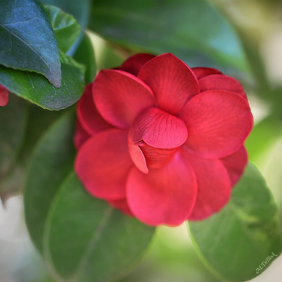 Red Camellia Portrait - Square Photograph by Marilyn DeBlock