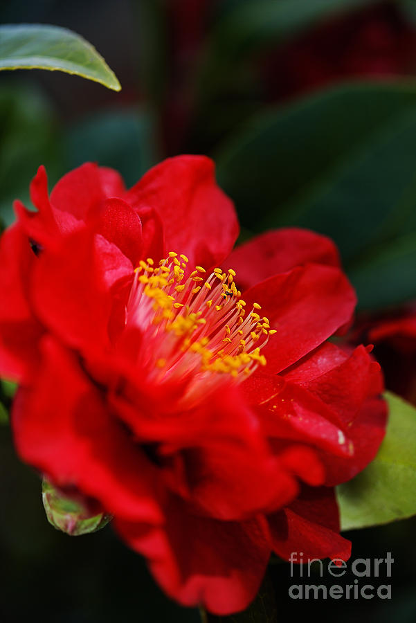 Red Camellia Sasanqua Photograph by Joy Watson