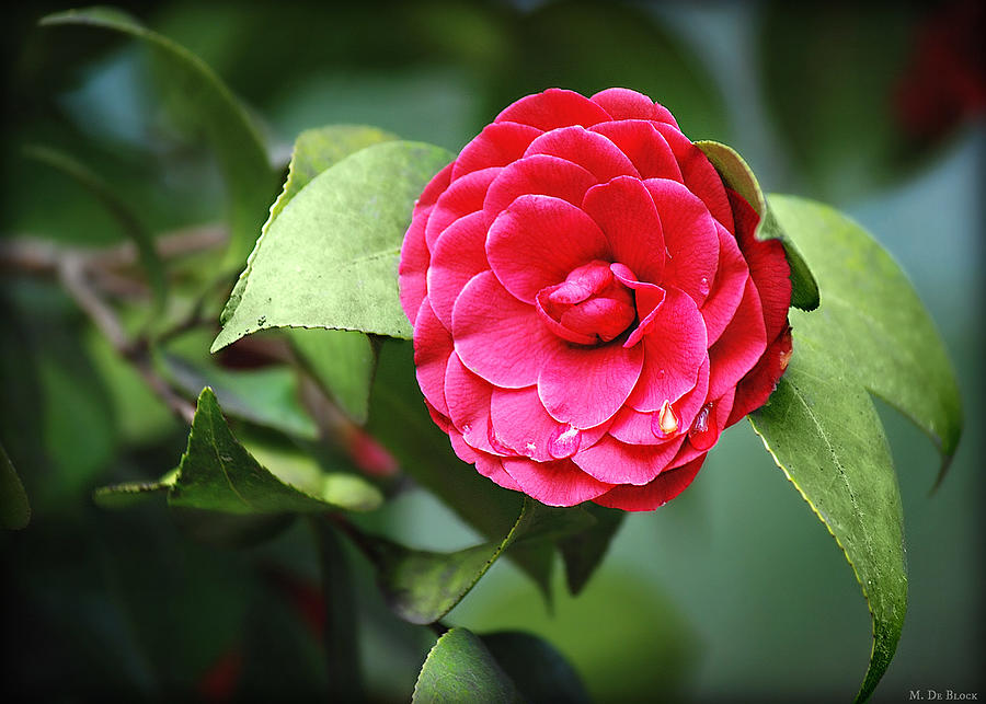 Red Camellia With Raindrops Photograph By Marilyn Deblock Fine Art