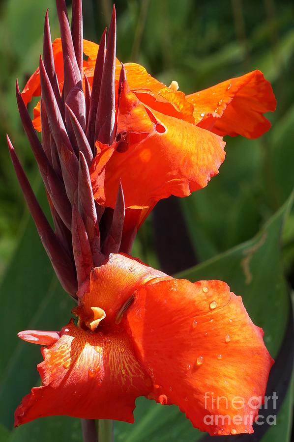 Red Canna Lilies Photograph by Maxine Billings