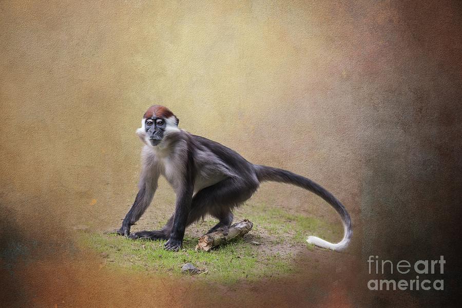 Red-Capped Mangabey Photograph by Eva Lechner